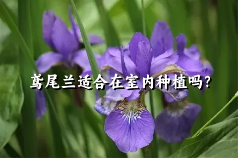 鸢尾兰适合在室内种植吗？