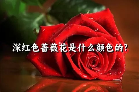 深红色蔷薇花是什么颜色的?