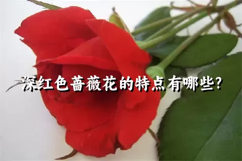 深红色蔷薇花的特点有哪些?