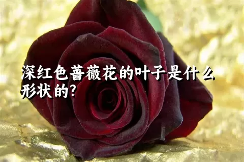 深红色蔷薇花的叶子是什么形状的?