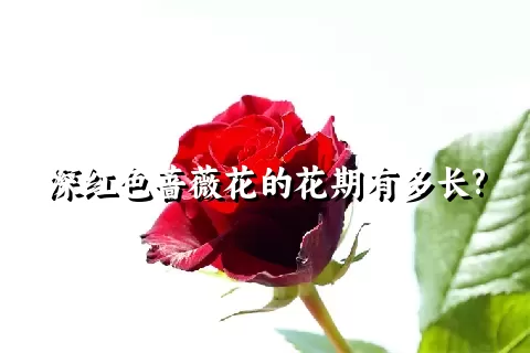 深红色蔷薇花的花期有多长?