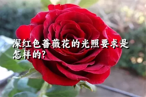 深红色蔷薇花的光照要求是怎样的?