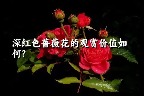 深红色蔷薇花的观赏价值如何?