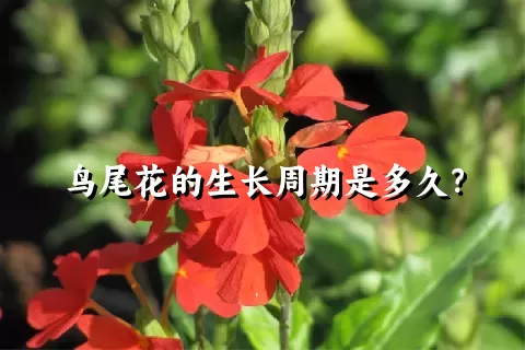 鸟尾花的生长周期是多久？