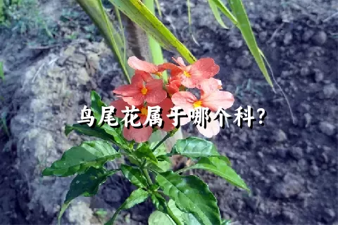 鸟尾花属于哪个科？