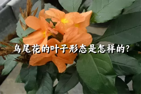 鸟尾花的叶子形态是怎样的？