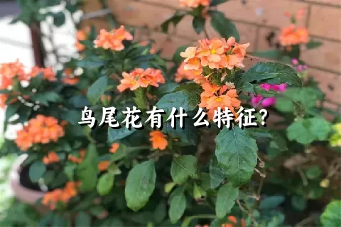 鸟尾花有什么特征？