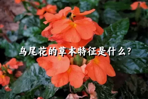 鸟尾花的草本特征是什么？