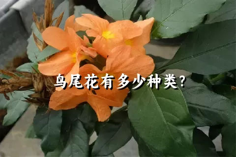 鸟尾花有多少种类？