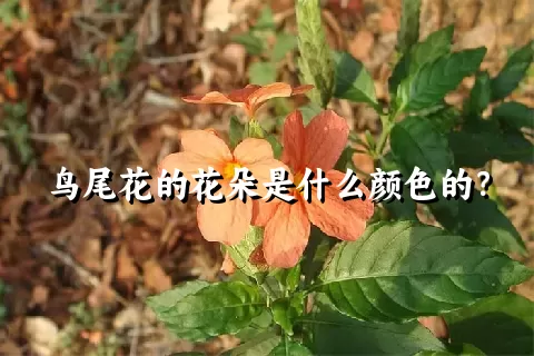 鸟尾花的花朵是什么颜色的？