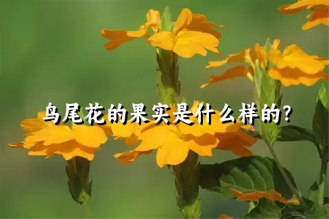 鸟尾花的果实是什么样的？