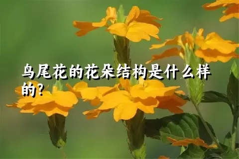 鸟尾花的花朵结构是什么样的？