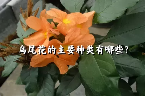 鸟尾花的主要种类有哪些？