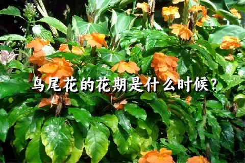 鸟尾花的花期是什么时候？