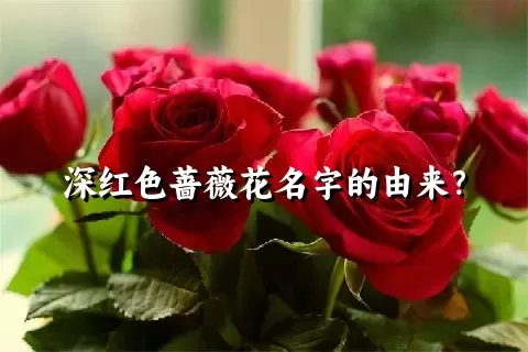 深红色蔷薇花名字的由来？