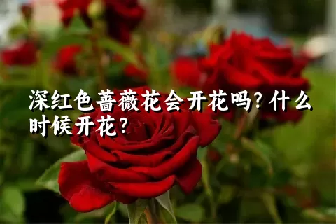 深红色蔷薇花会开花吗？什么时候开花？