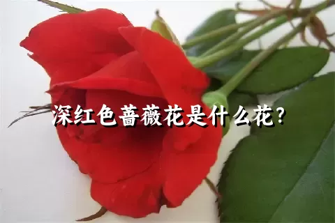 深红色蔷薇花是什么花？