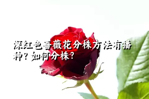 深红色蔷薇花分株方法有播种？如何分株？