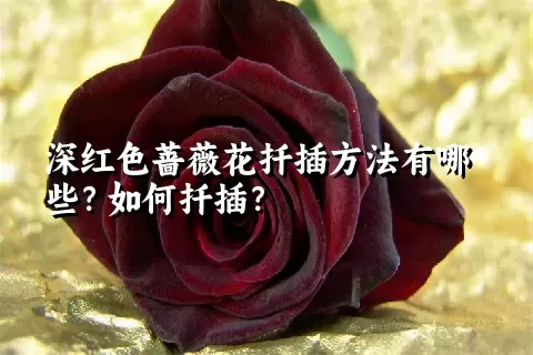 深红色蔷薇花扦插方法有哪些？如何扦插？