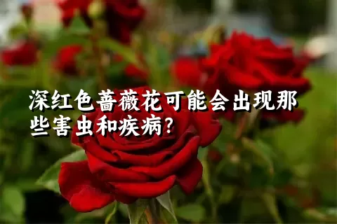 深红色蔷薇花可能会出现那些害虫和疾病？