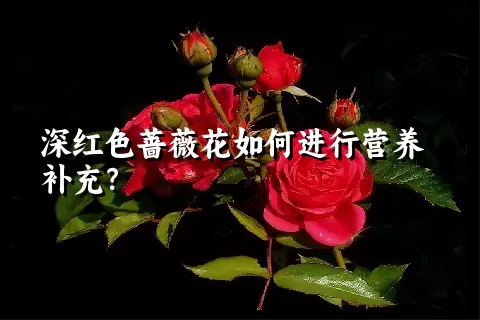 深红色蔷薇花如何进行营养补充？