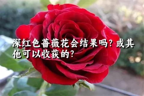 深红色蔷薇花会结果吗？或其他可以收获的？