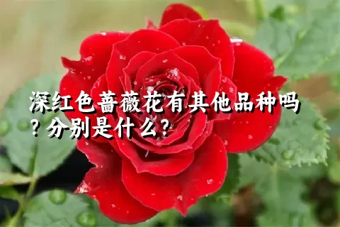 深红色蔷薇花有其他品种吗？分别是什么？