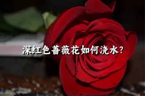 深红色蔷薇花如何浇水？