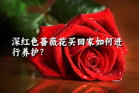 深红色蔷薇花买回家如何进行养护？