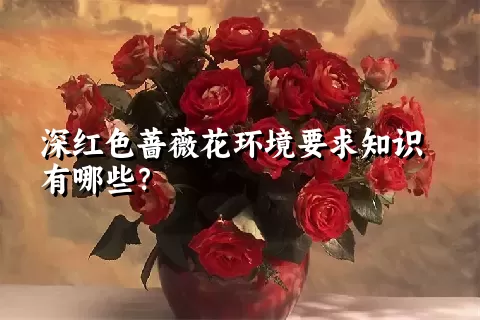 深红色蔷薇花环境要求知识有哪些？