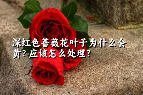 深红色蔷薇花叶子为什么会黄？应该怎么处理？