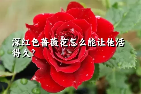 深红色蔷薇花怎么能让他活得久？