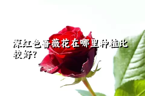 深红色蔷薇花在哪里种植比较好？