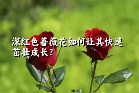 深红色蔷薇花如何让其快速茁壮成长？