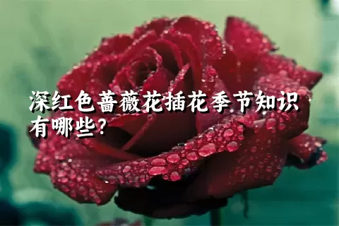 深红色蔷薇花插花季节知识有哪些？