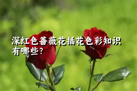 深红色蔷薇花插花色彩知识有哪些？