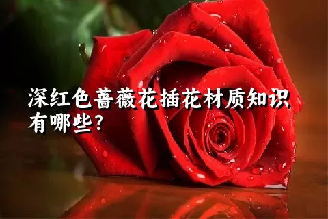 深红色蔷薇花插花材质知识有哪些？