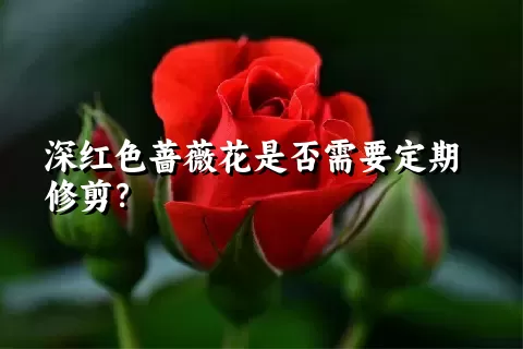 深红色蔷薇花是否需要定期修剪？