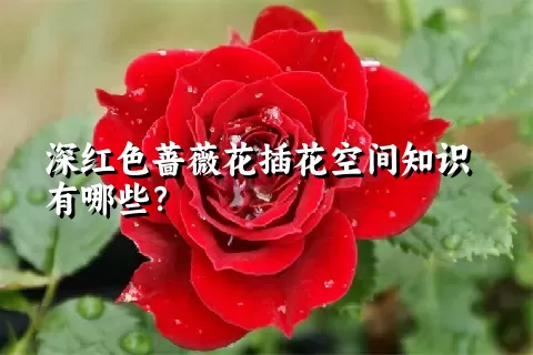 深红色蔷薇花插花空间知识有哪些？