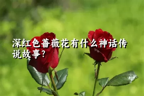 深红色蔷薇花有什么神话传说故事？