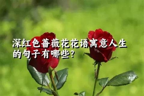 深红色蔷薇花花语寓意人生的句子有哪些？