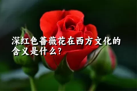 深红色蔷薇花在西方文化的含义是什么？