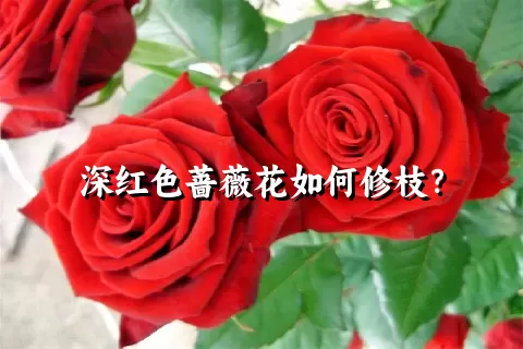 深红色蔷薇花如何修枝？