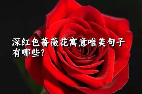 深红色蔷薇花寓意唯美句子有哪些？