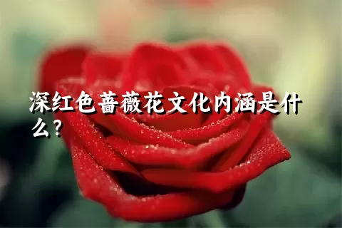 深红色蔷薇花文化内涵是什么？