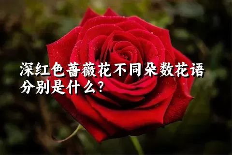 深红色蔷薇花不同朵数花语分别是什么？