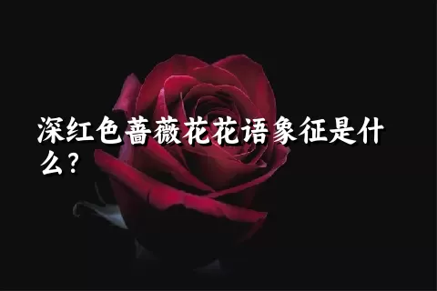 深红色蔷薇花花语象征是什么？