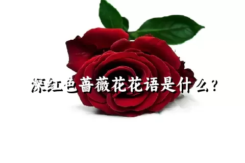 深红色蔷薇花花语是什么？