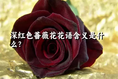 深红色蔷薇花花语含义是什么？