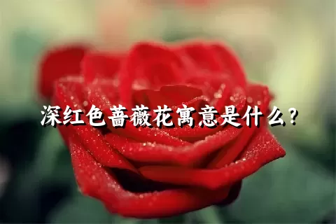 深红色蔷薇花寓意是什么？